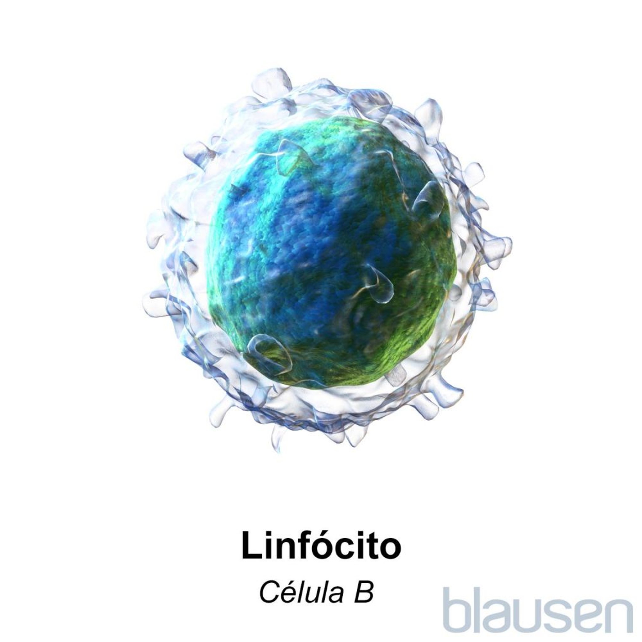 Linfócito: Célula B