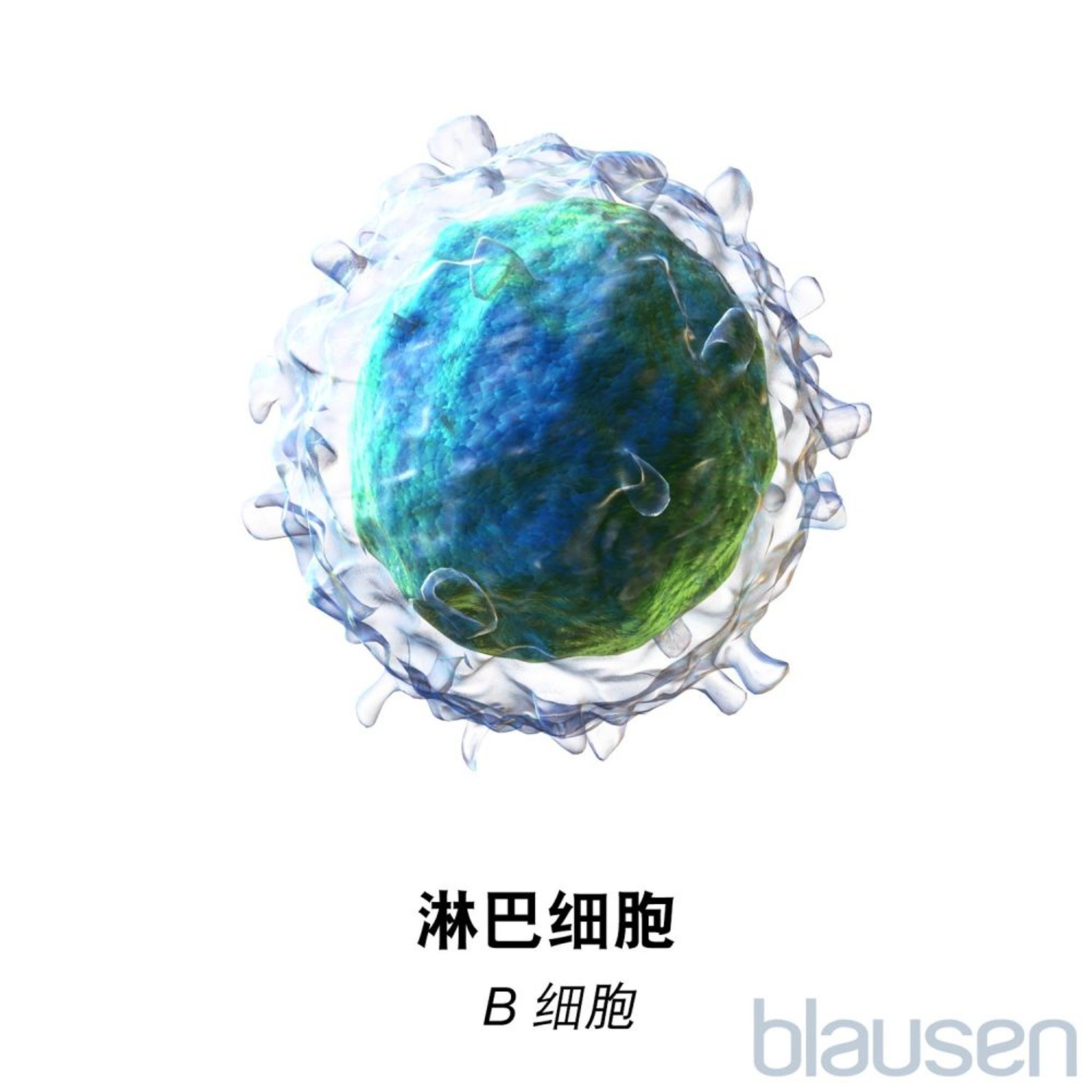 淋巴细胞B细胞