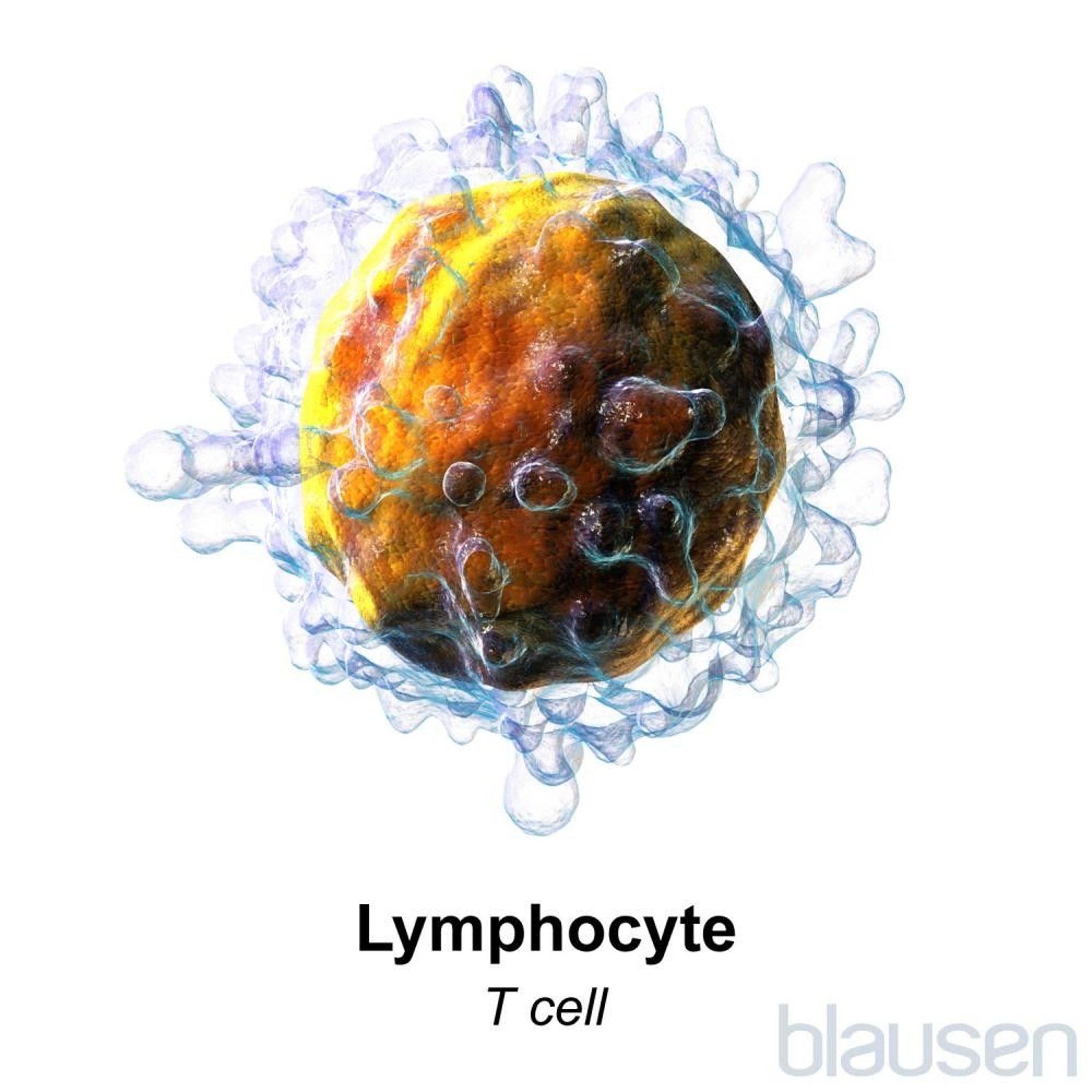 Lymphocyte: T Cell