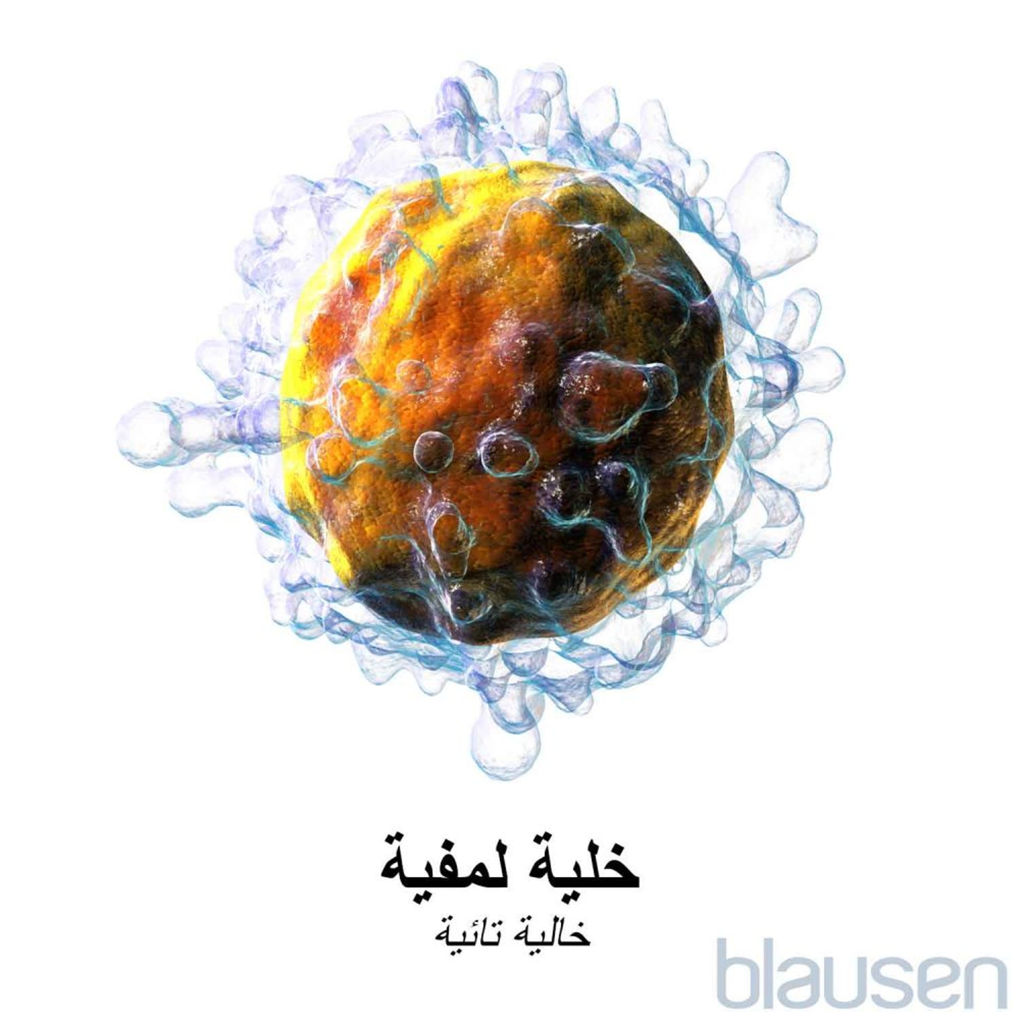 الخلية اللمفاوية التائية