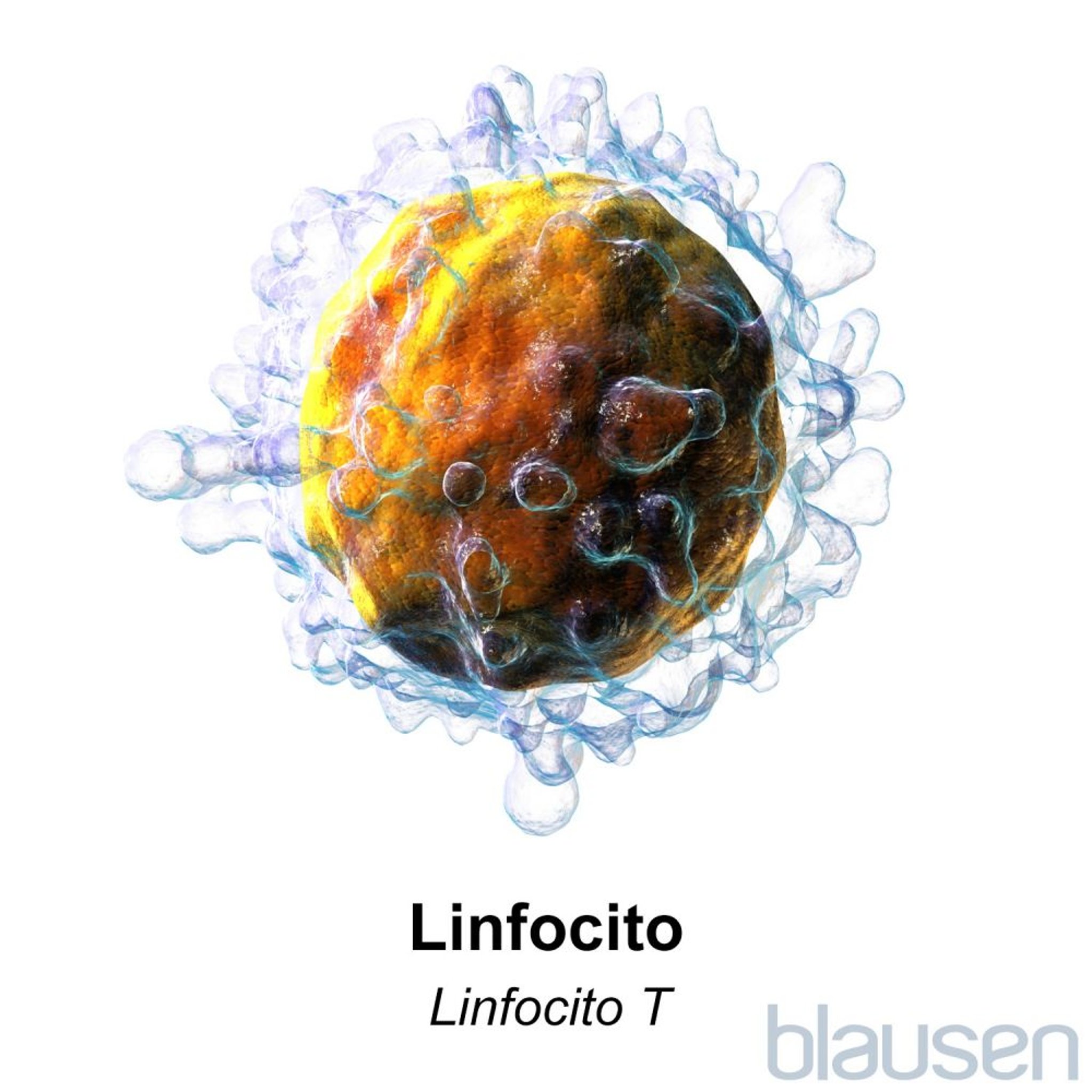 Célula T linfocítica