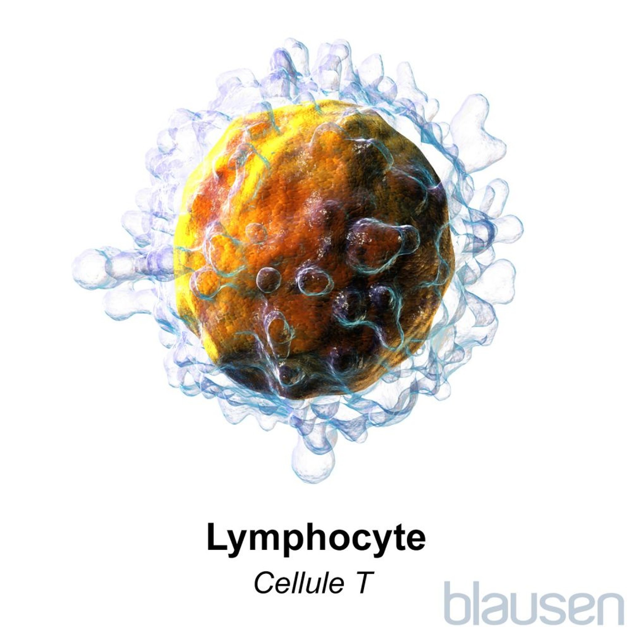 Lymphocyte : lymphocyte T