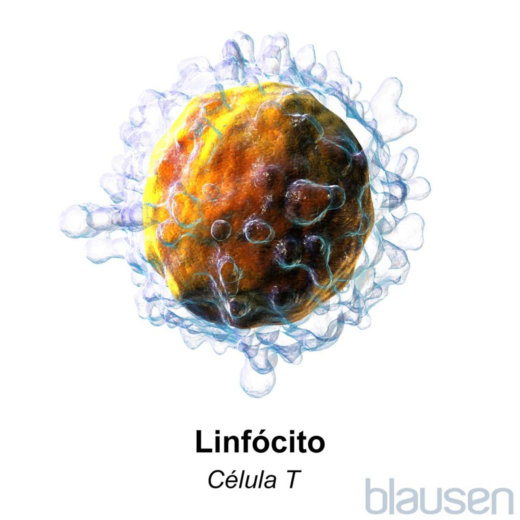 Linfócito: Célula T