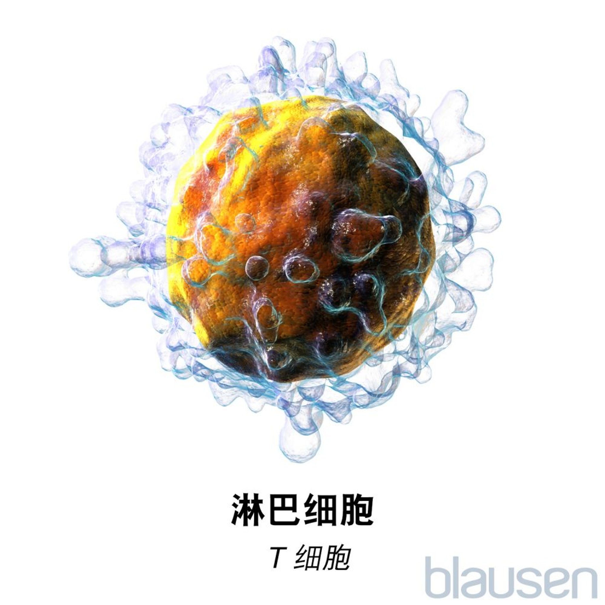淋巴细胞T细胞
