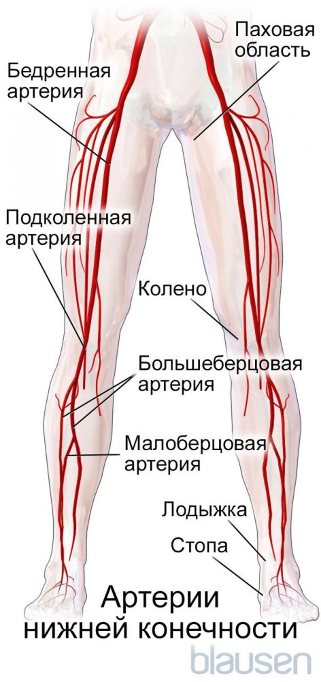 Артерии нижней конечности
