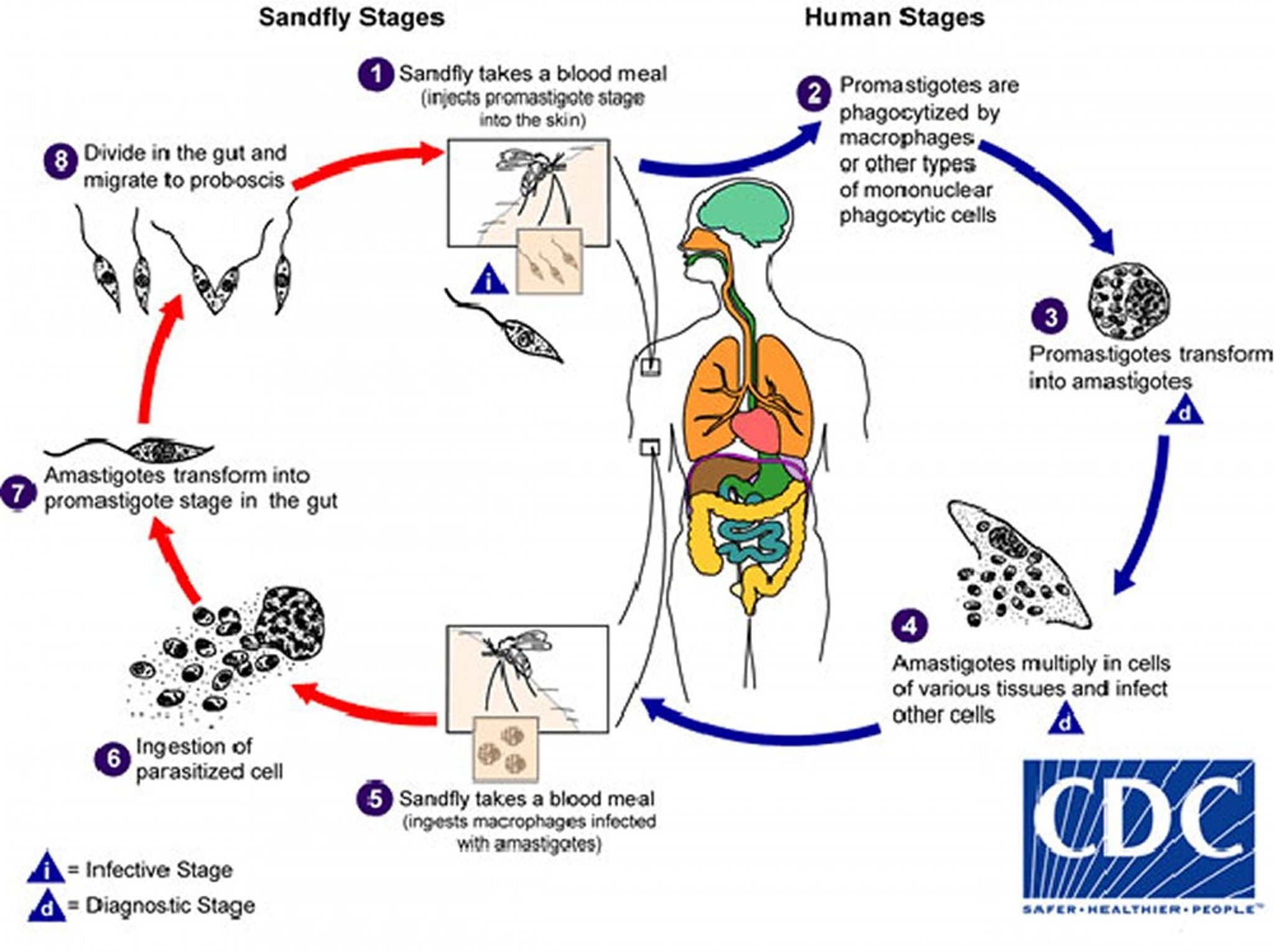 Ciclo vitale di <i >Leishmania</i>