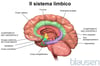 Il sistema limbico