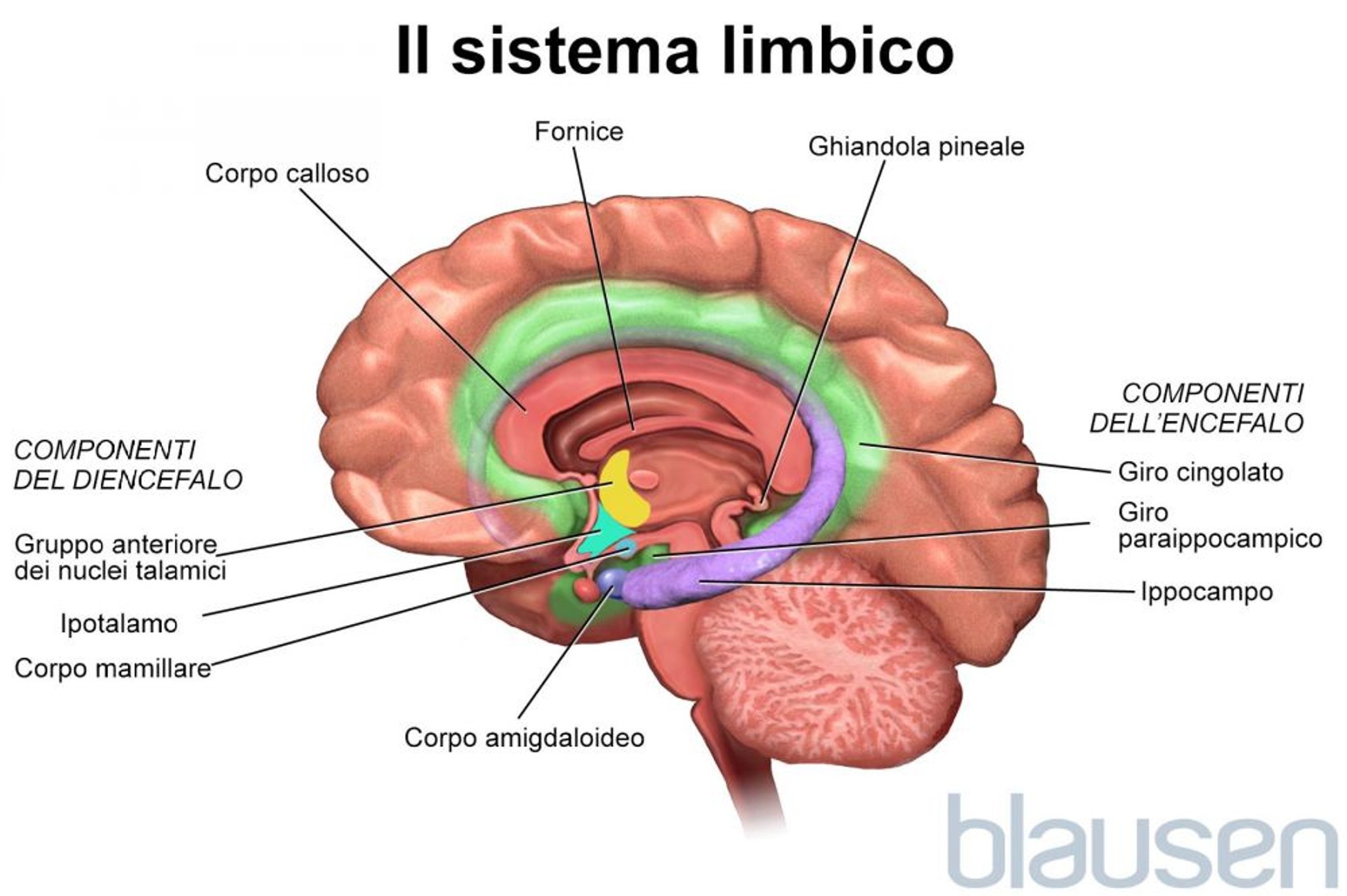 Il sistema limbico
