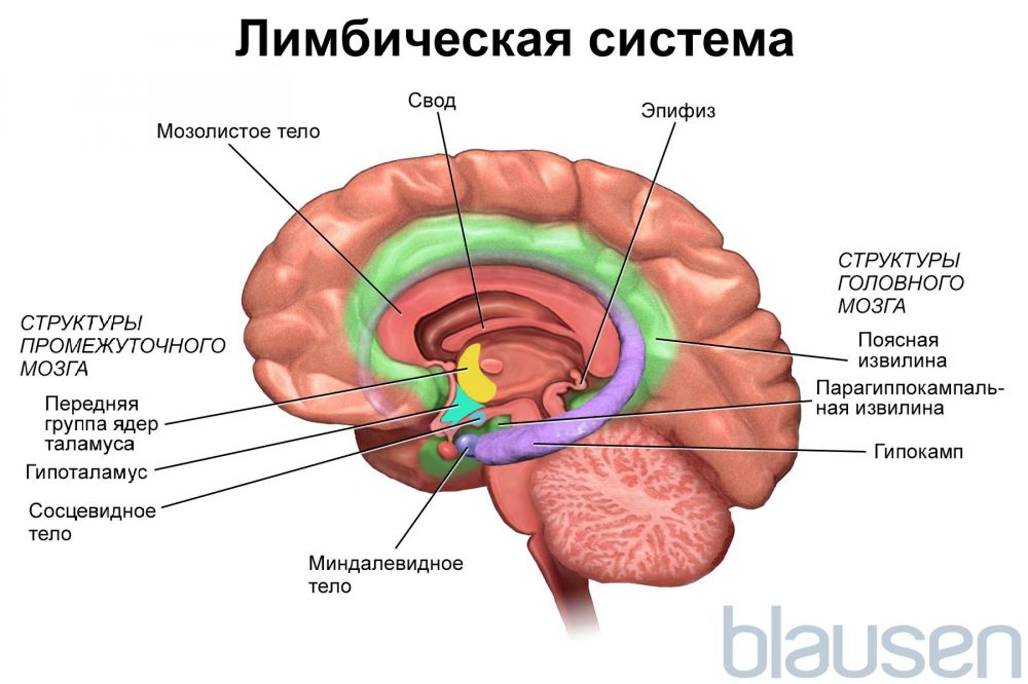 Лимбическая система