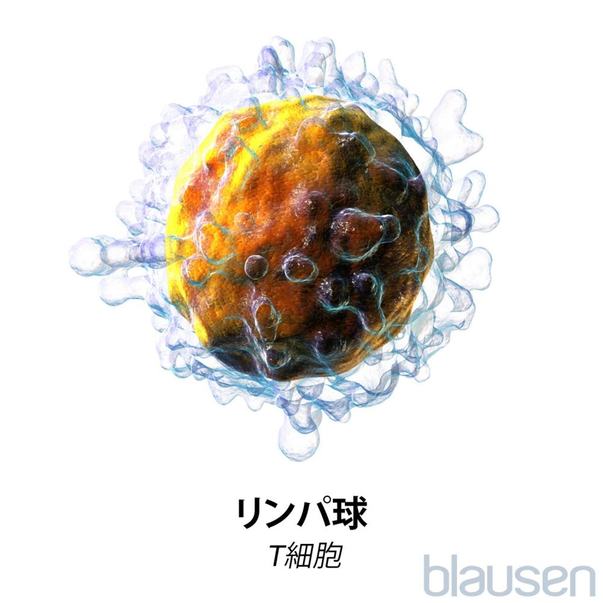 リンパ球：T細胞