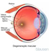 Degeneração macular