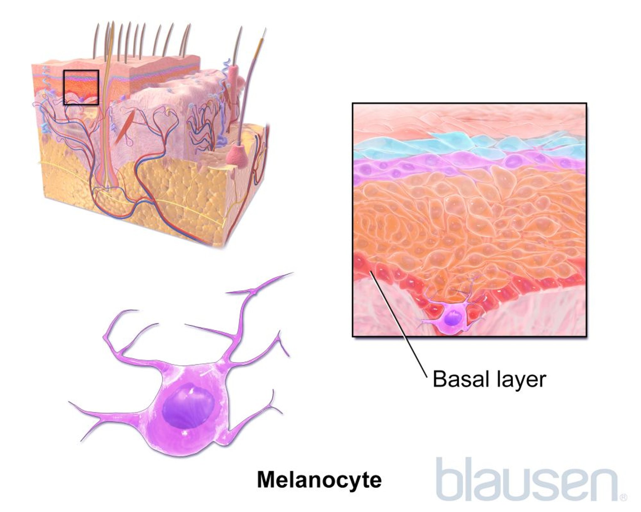 Melanocitos