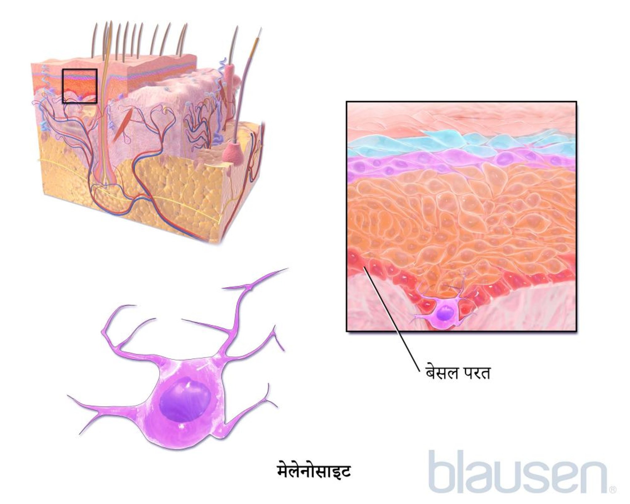 मेलेनोसाइट