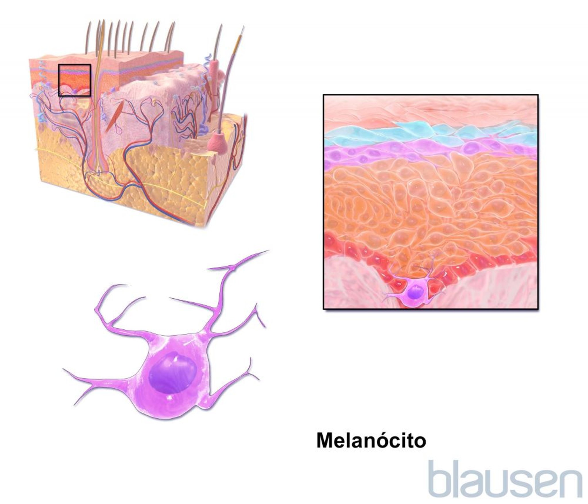 Melanócito