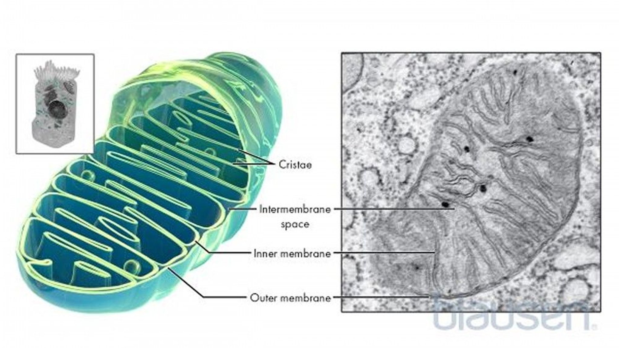 Inside a Mitochondrion