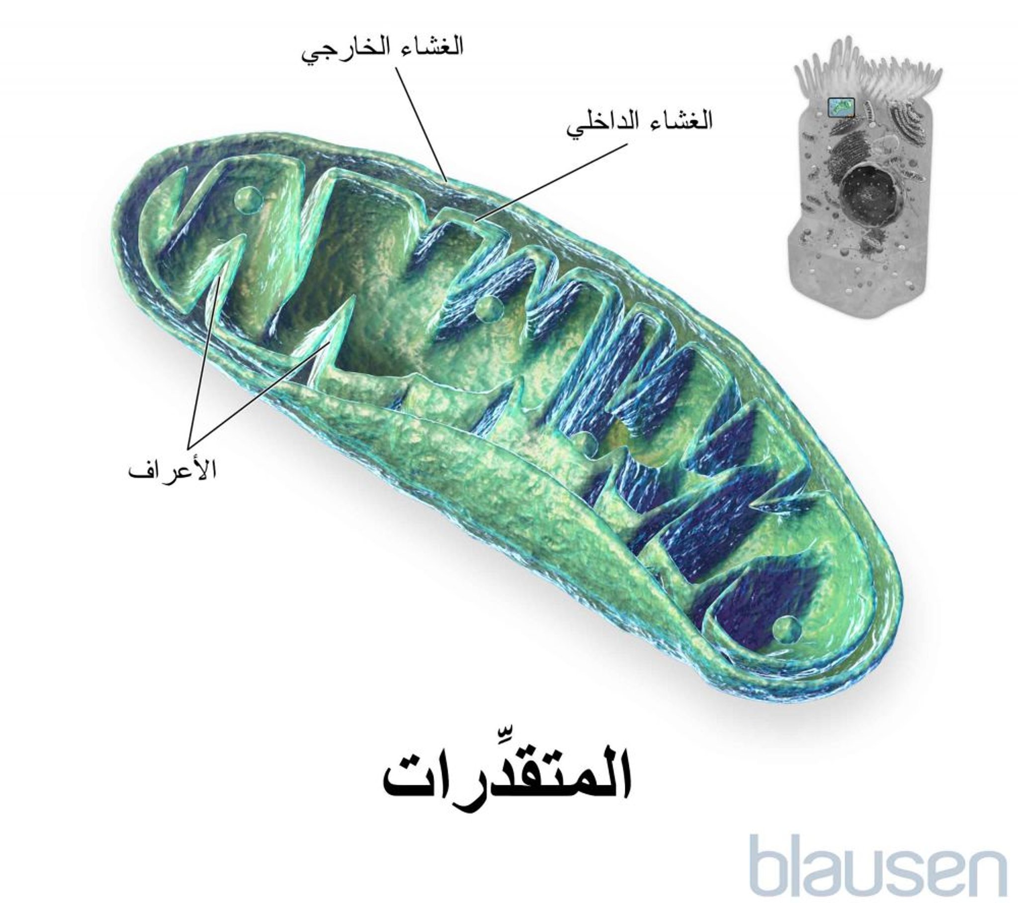 داخل المتقدرة