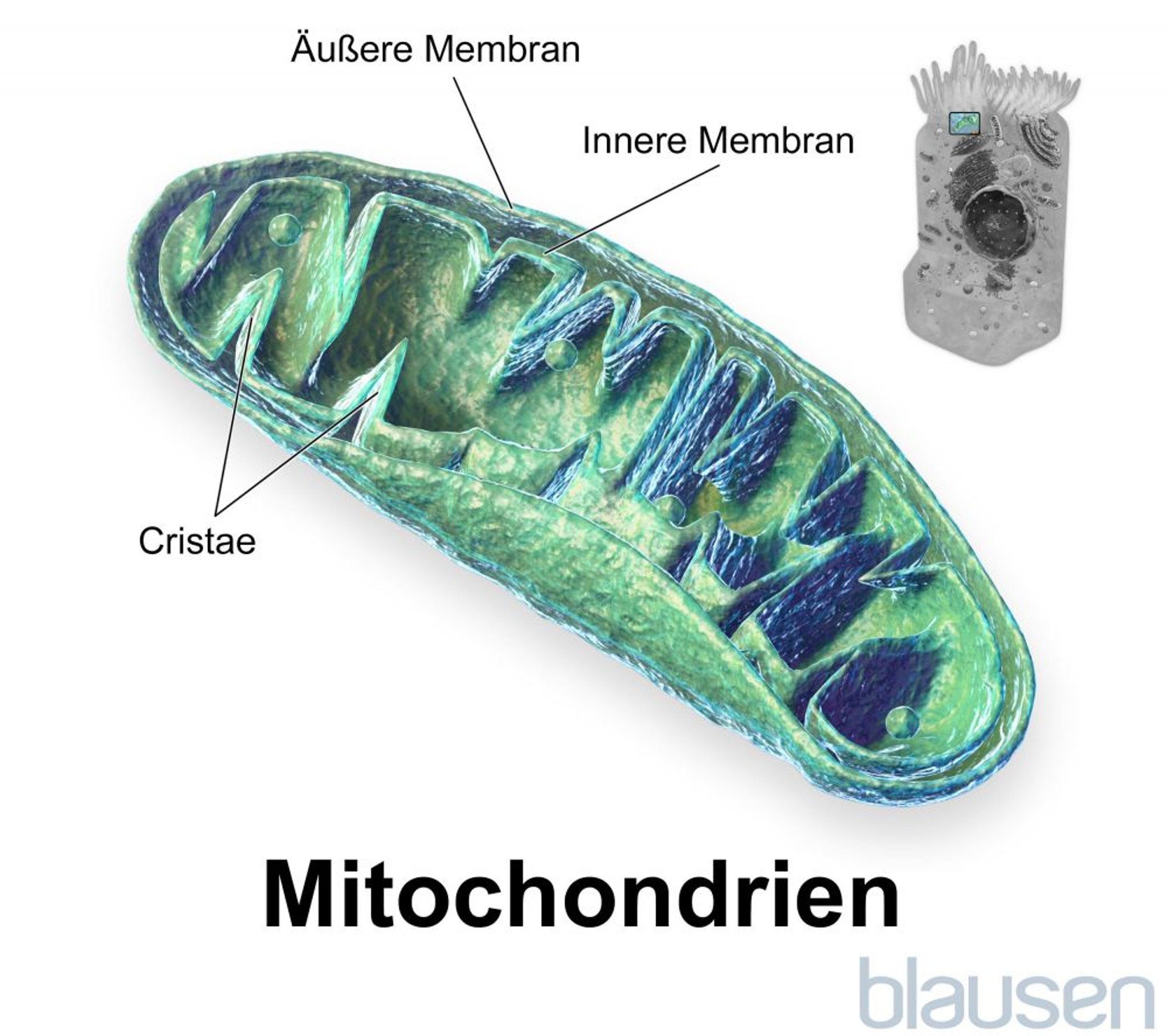 In einem Mitochondrium