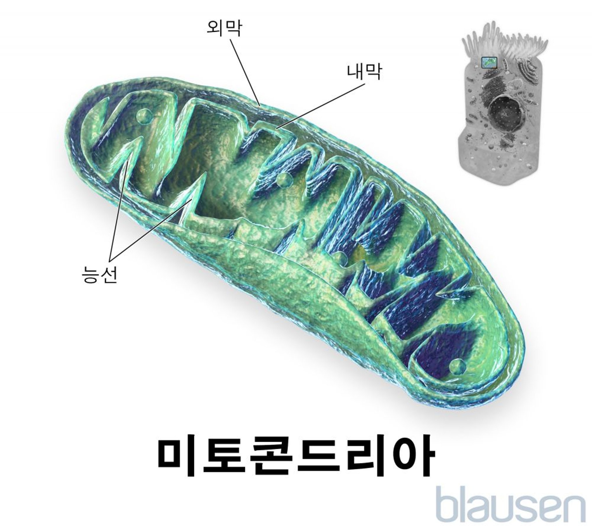 미토콘드리아 내부