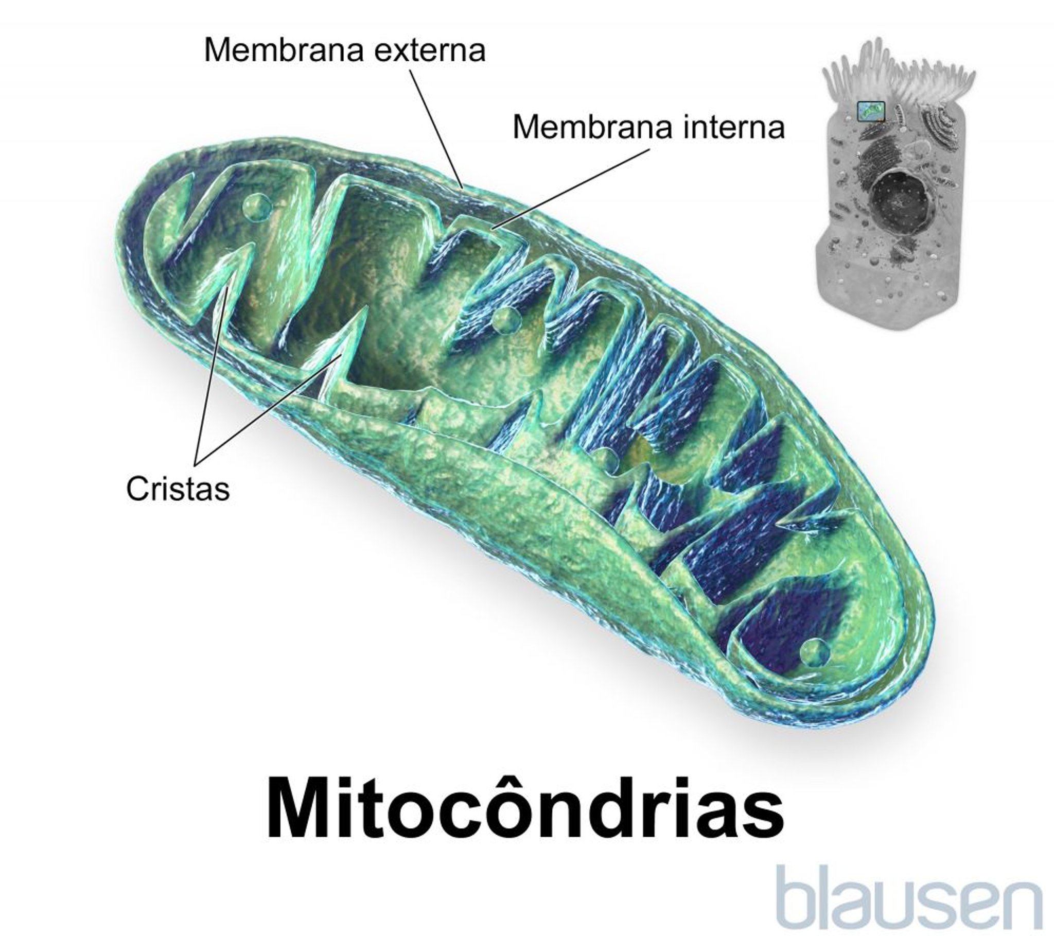 Dentro de uma mitocôndria