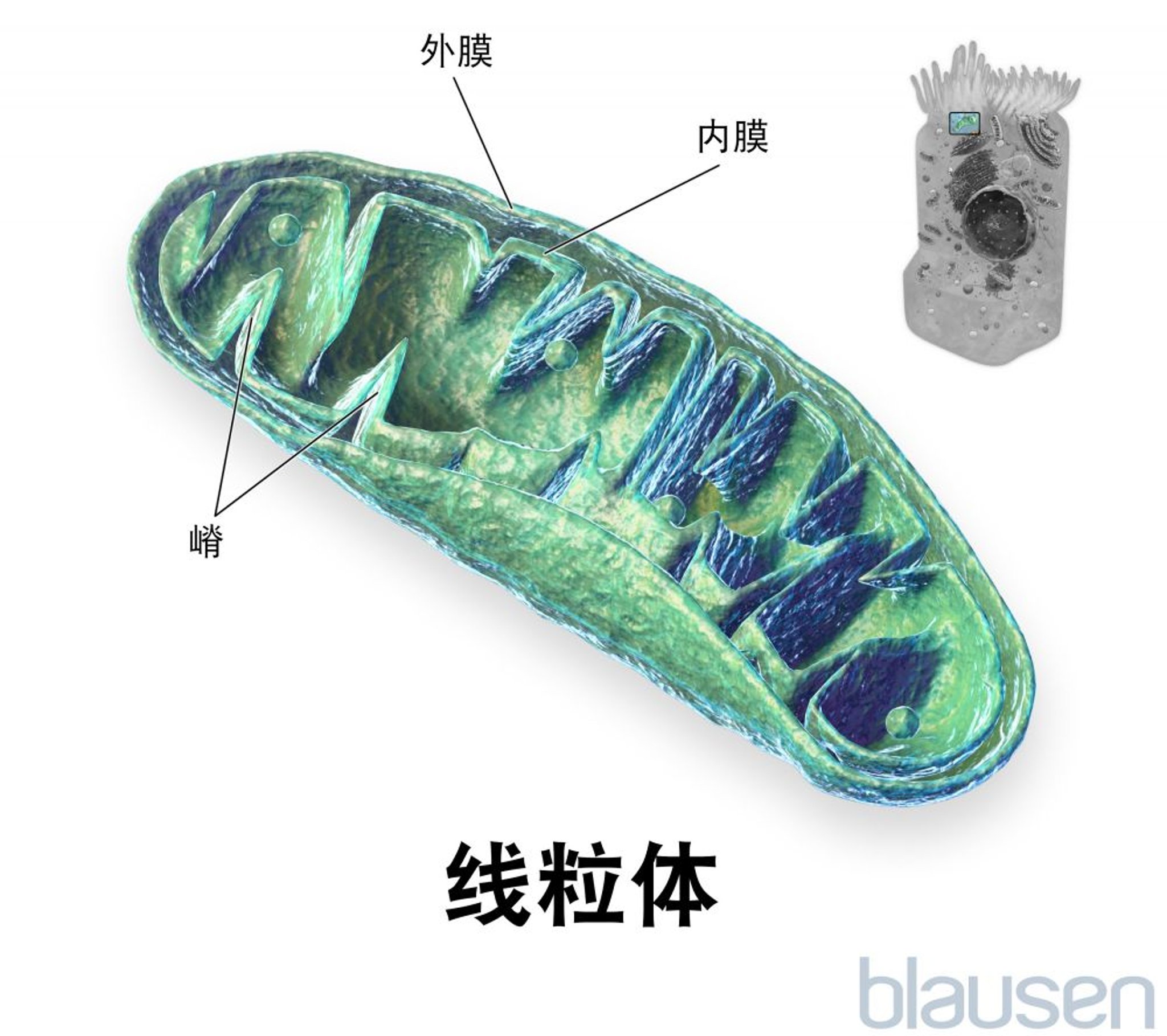 线粒体内部