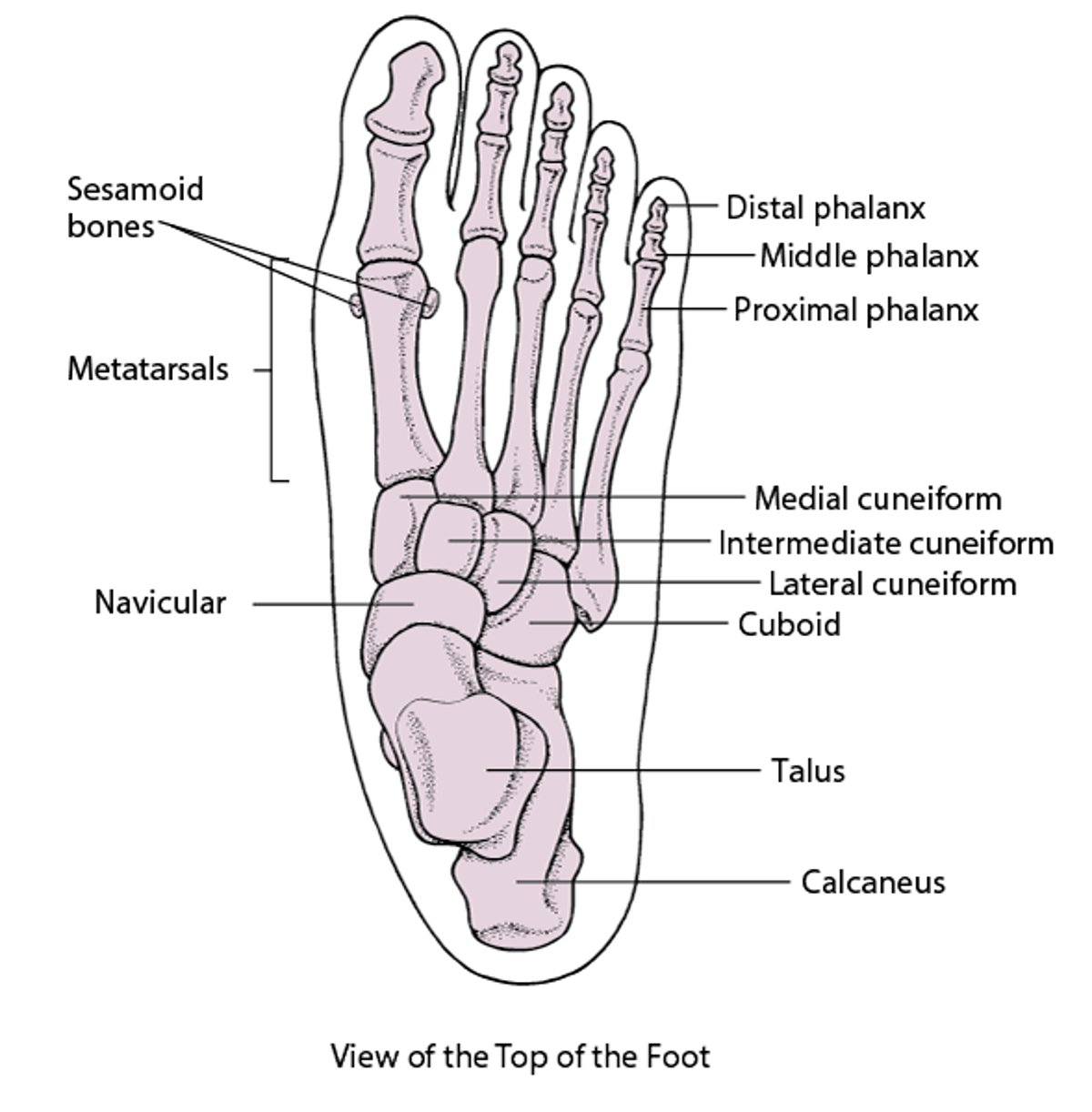 Os du pied