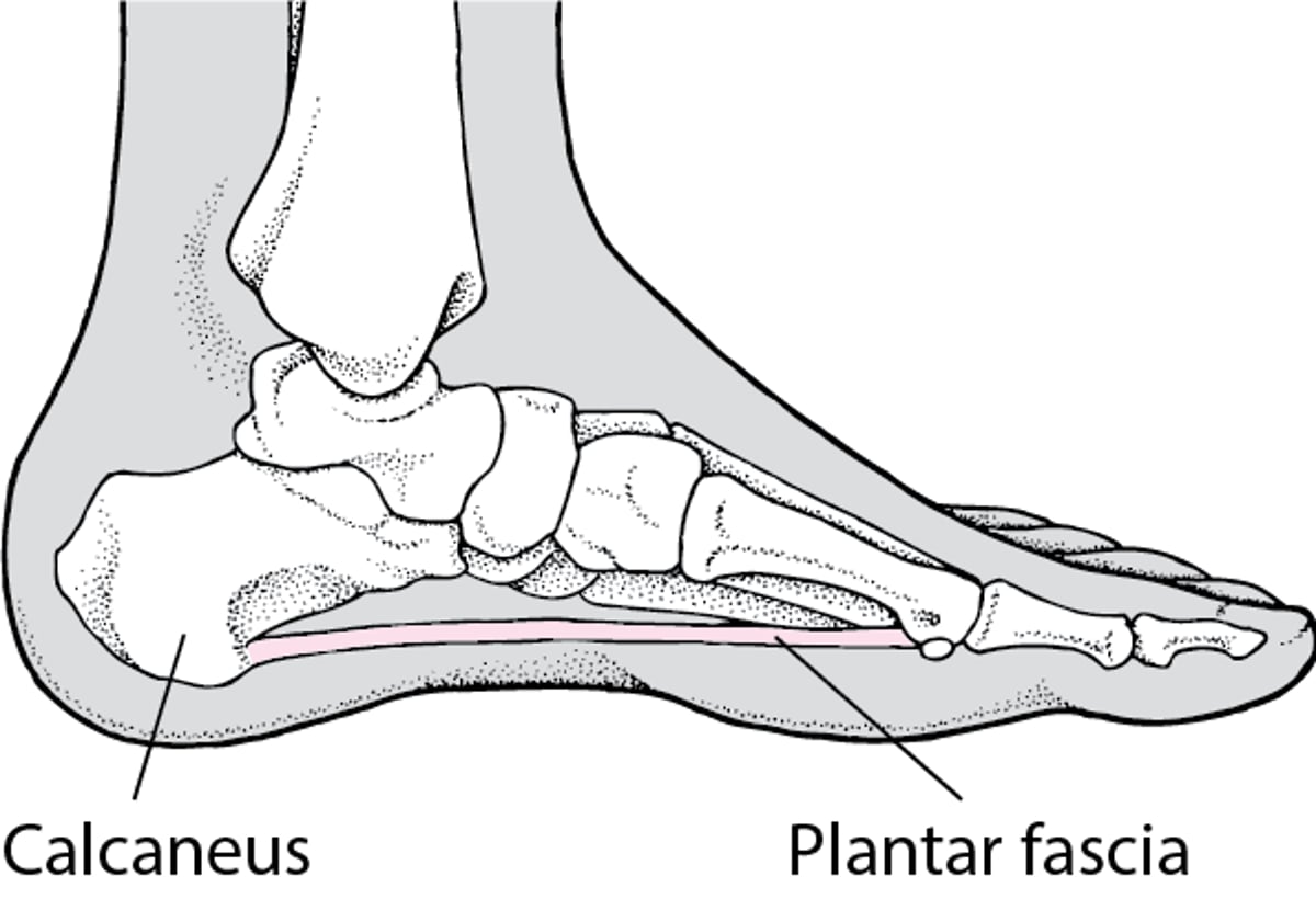 Plantar Fascia