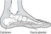 Fascia plantar
