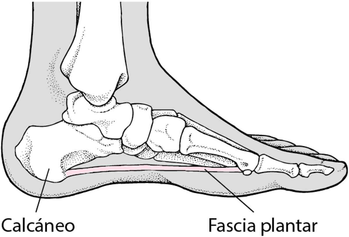 Fascia plantar