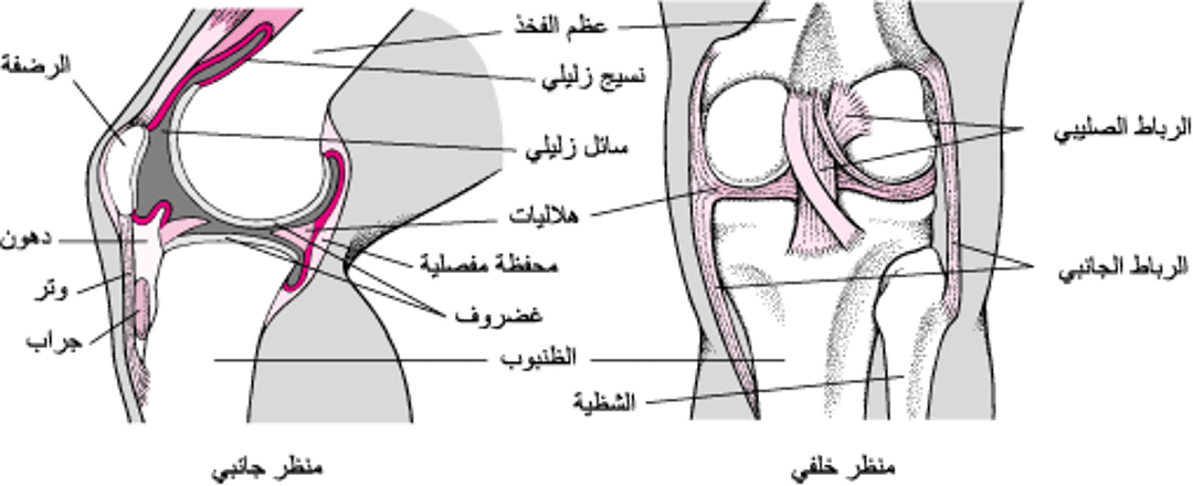 الركبة من الدَّاخل
