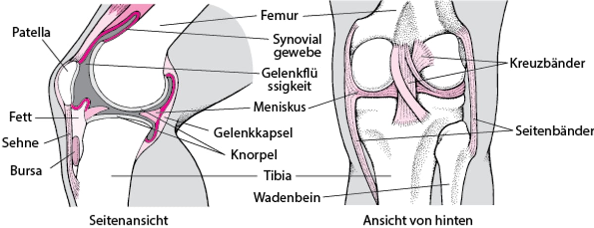 Im Innern des Knies