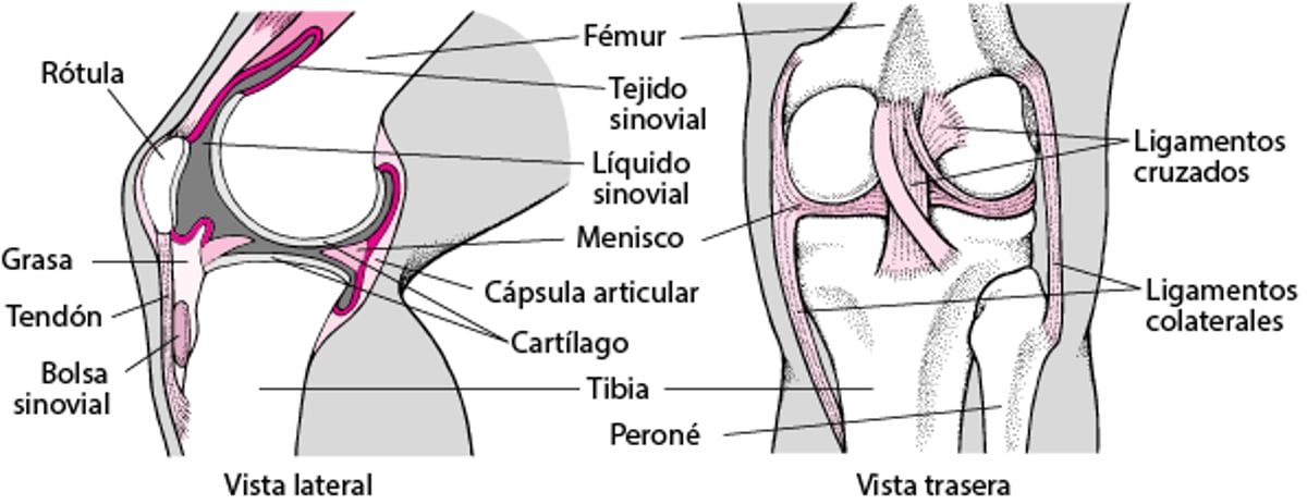 La rodilla por dentro