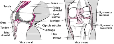 La rodilla por dentro