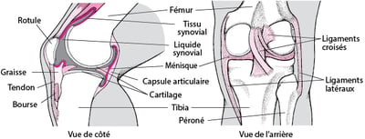 Intérieur du genou