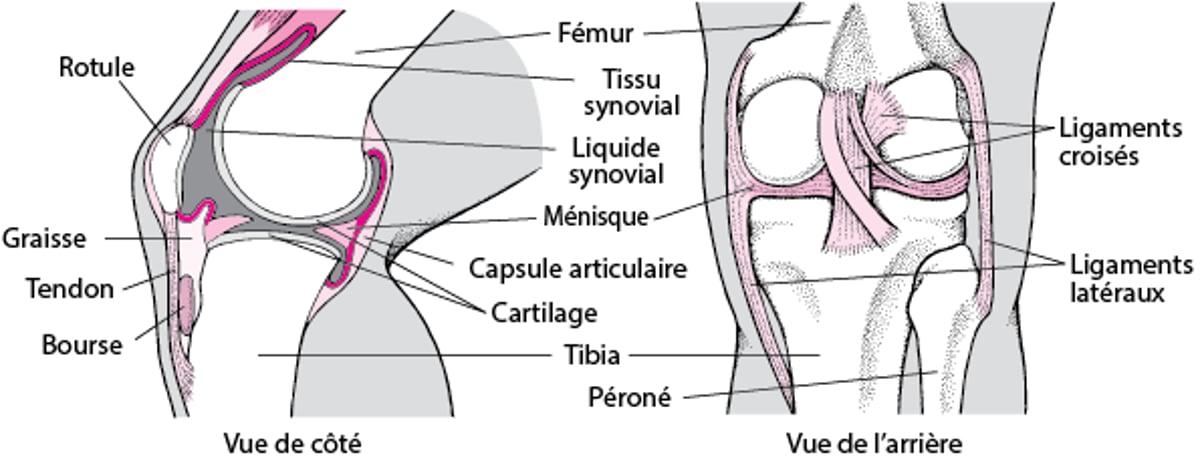 Intérieur du genou
