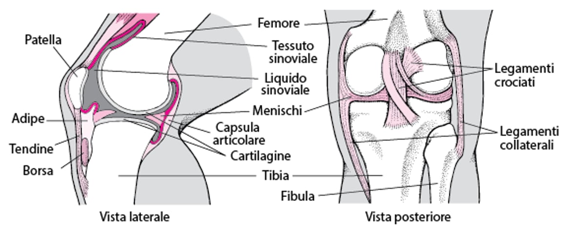 Interno del ginocchio