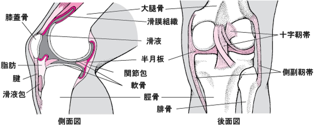 膝の内部
