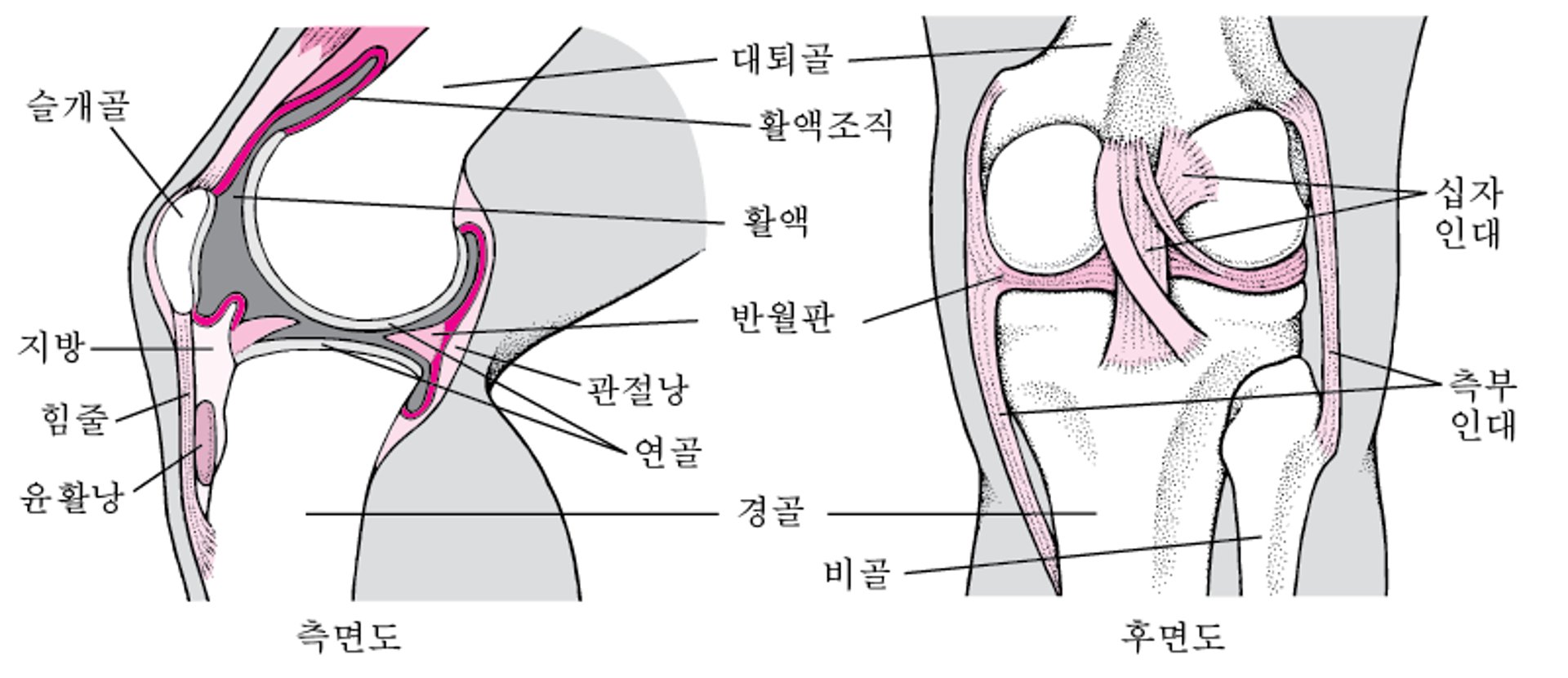 무릎 내