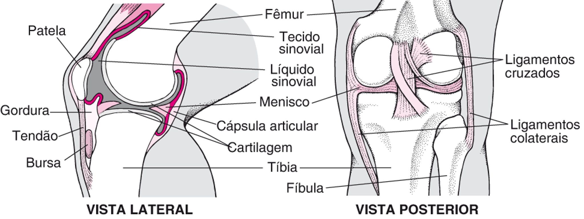 Dentro do joelho