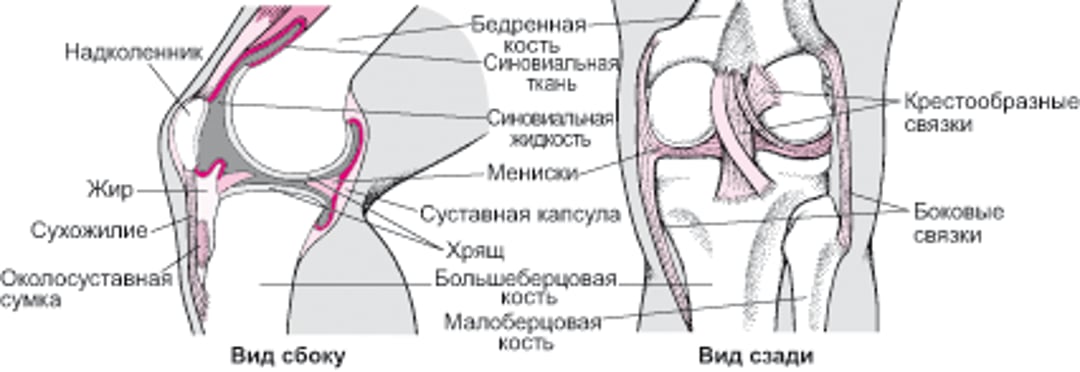 Коленный сустав изнутри