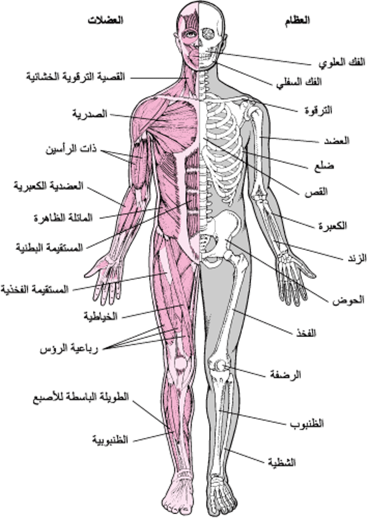 الجهاز العَضلي الهيكلي (1)