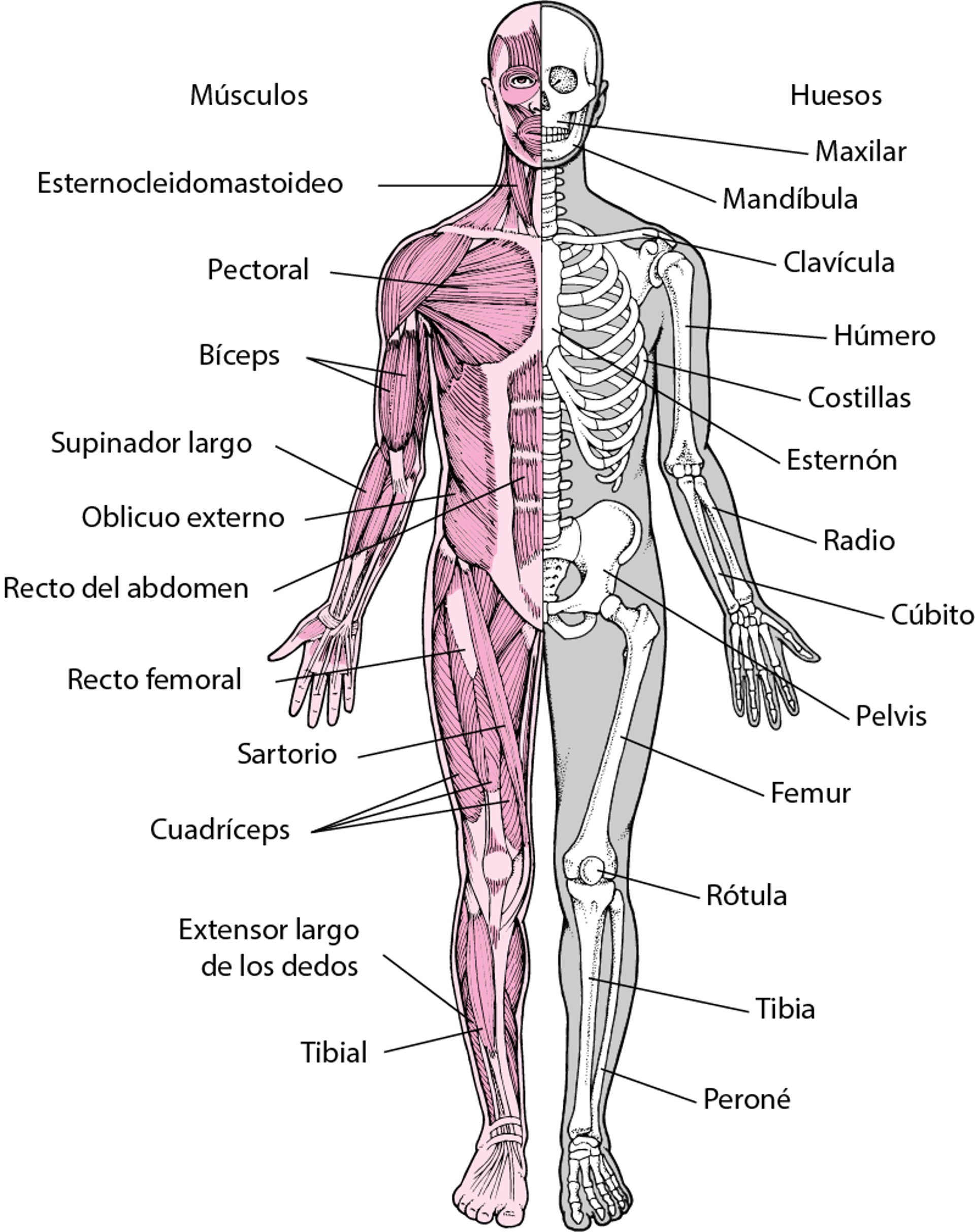 Sistema musculoesquelético (1)