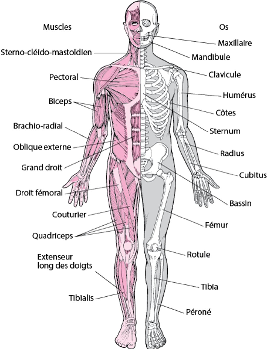 Système musculosquelettique (1)