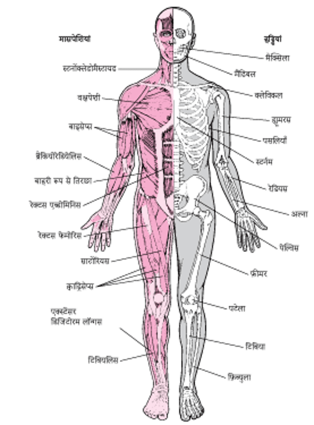 मस्कुलोस्केलेटल सिस्टम (1)