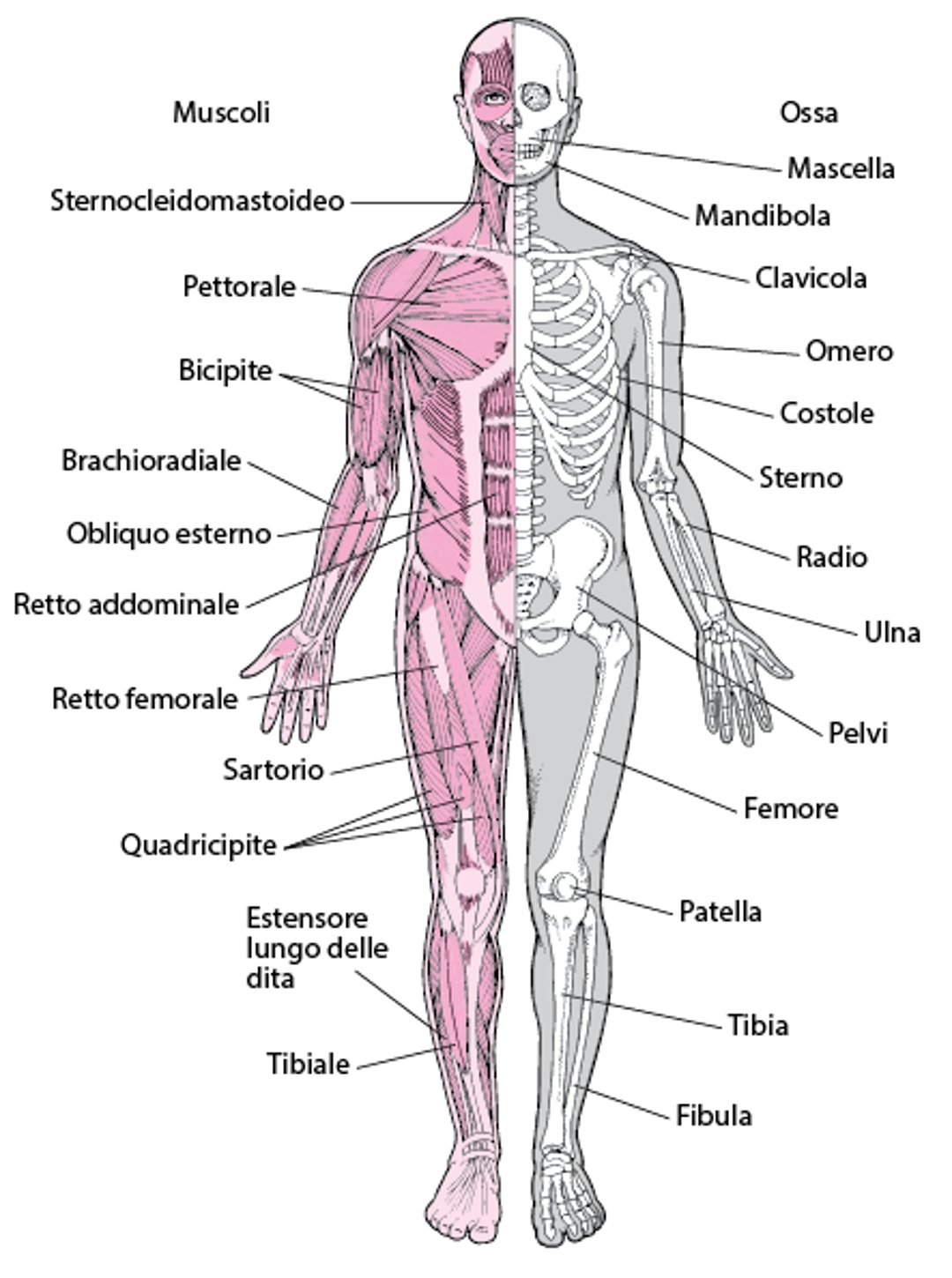 Sistema muscoloscheletrico (1)