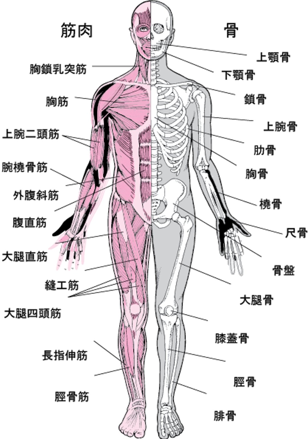 <ruby >筋骨格系<rt >きんこっかくけい</rt></ruby>（1）