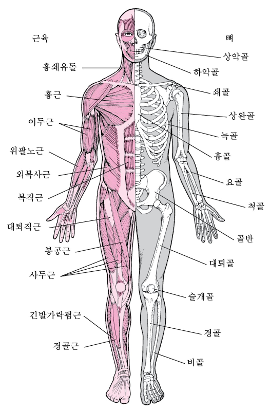 근골격계(1)