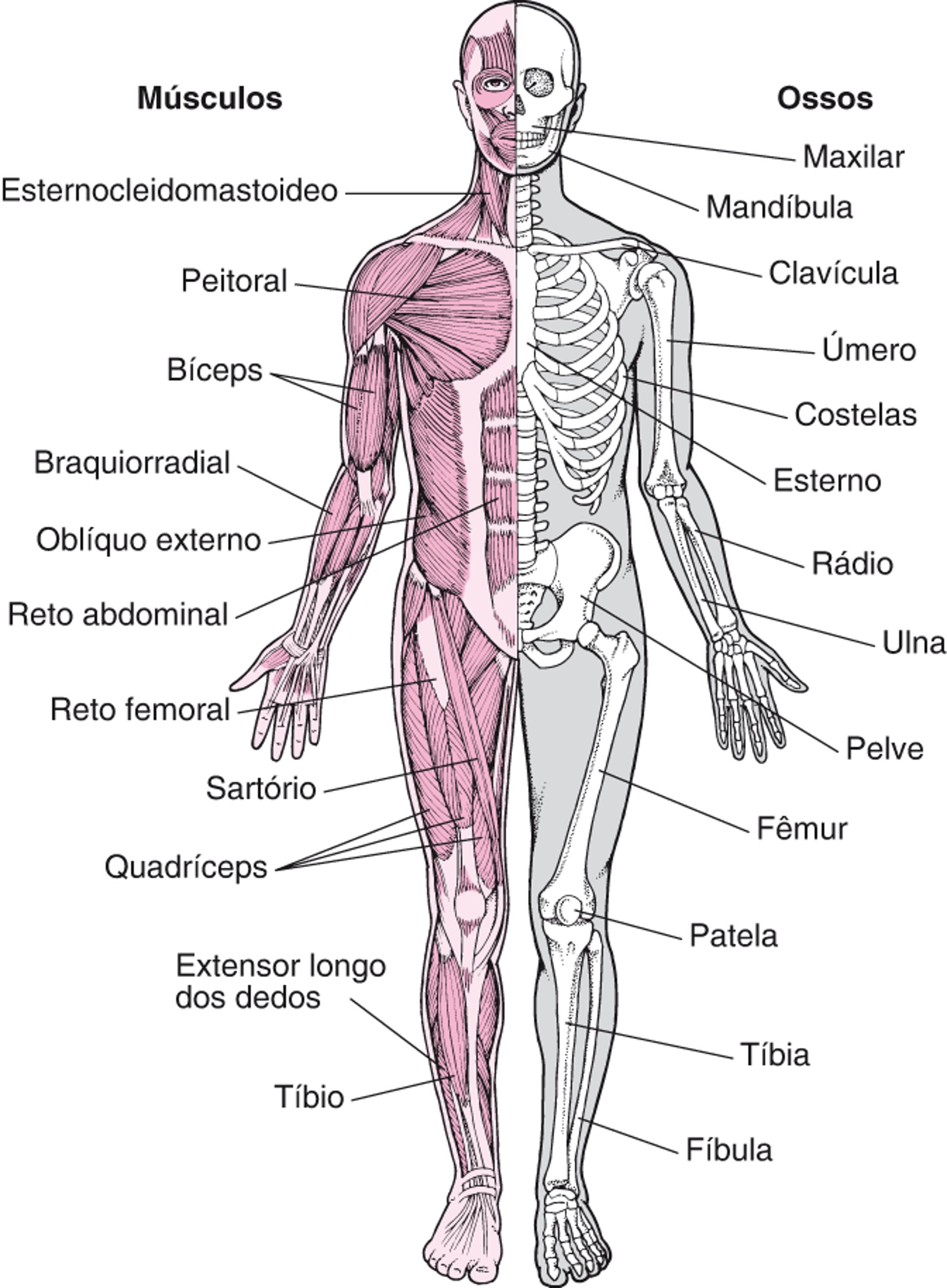 Sistema musculoesquelético (1)