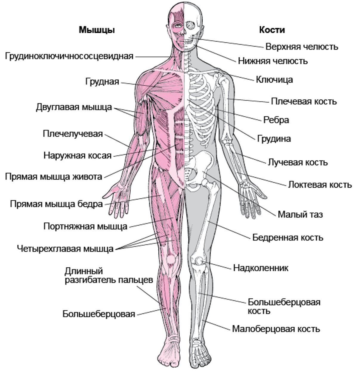 Костно-мышечная система (1)