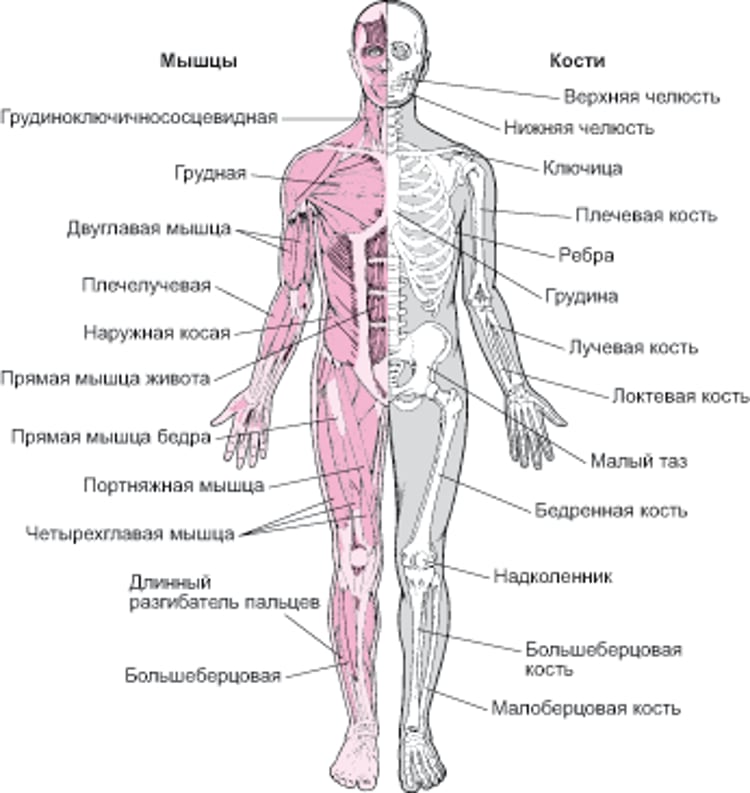 Костно-мышечная система (1)