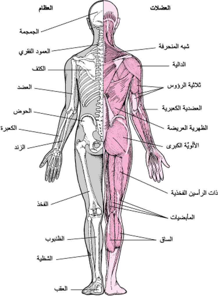 الجهاز العَضلي الهيكلي (2)